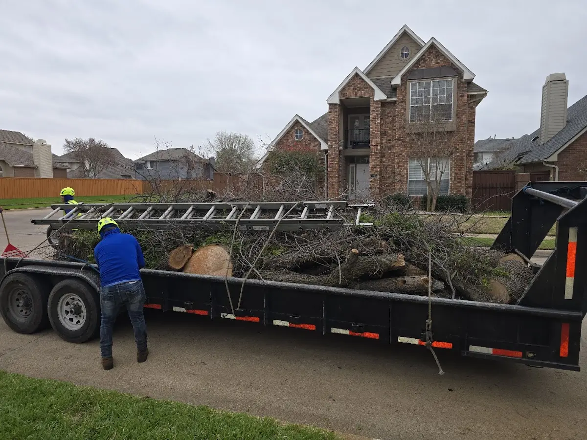 Expert Deadwooding with proper safety equipment in Plano